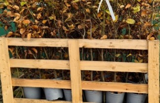 Ondersteunende afbeelding voor categorie Haagplanten