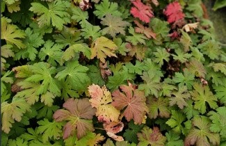 Afbeelding Ooievaarsbek, macrorrhizum - Geranium macrorrhizum