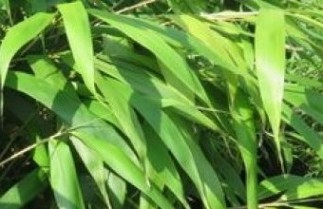Afbeelding Japanse Bamboe - Pseudosasa japonica