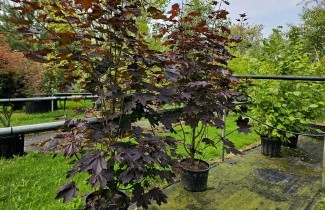 Afbeelding Roodbladige Esdoorn 'Royal Red' - Acer platanoides 'Royal Red'