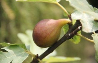 Afbeelding Vijg  - Ficus carica 'Brown Turkey'
