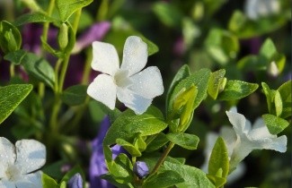 Afbeelding Kleine Maagdenpalm wit - Vinca minor 'Alba'
