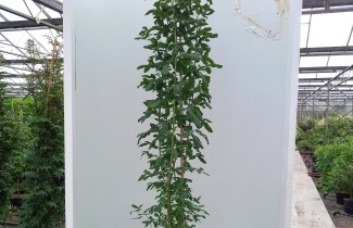 Afbeelding Adams Goudenregen - Laburnocytisus adamii