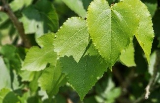 Afbeelding Witte Moerbei - Morus alba