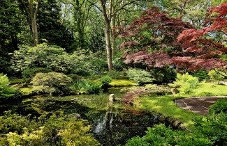 Afbeelding Japanse Esdoorn 'Atropurpureum' - Acer palmatum 'Atropurpureum'