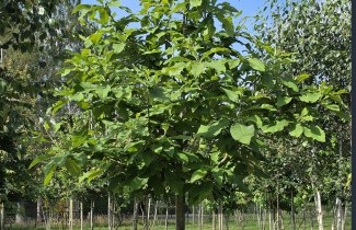 Afbeelding Magnolia tripetala - Magnolia tripetala