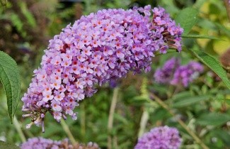 Afbeelding Vlinderstruik 'Ile de France' - Buddleja davidii 'Ile de France'