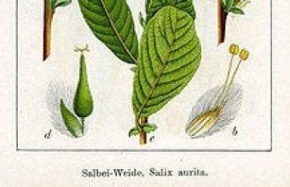 Afbeelding Geoorde wilg - Salix aurita