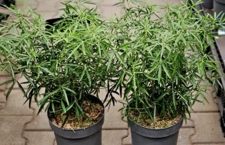 Afbeelding Mexicaanse Oranjebloesem - Choisya 'Aztec Pearl'