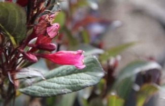 Afbeelding Weigela 'Alexandra' - Weigela florida 'Alexandra'
