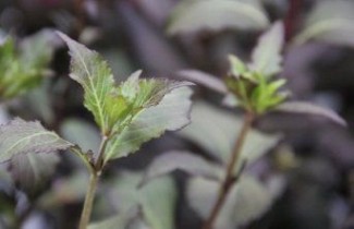 Afbeelding Weigela  'Foliis Purpureis' - Weigela florida 'Foliis Purpureis'