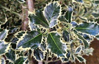 Afbeelding Bonte hulst - Ilex aquifolium 'Argentea Marginata'