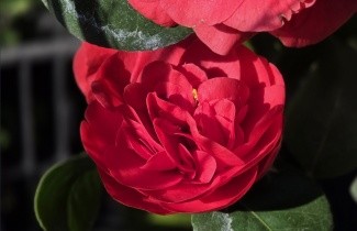 Afbeelding Camellia 'Kramer's Supreme' - Camellia japonica 'Kramer's Supreme'