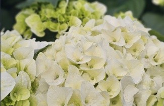 Afbeelding Hortensia Forever & Ever White - Hydrangea Forever & Ever White