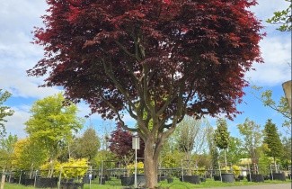 Afbeelding Japanse Esdoorn 'Bloodgood' - Acer palmatum 'Bloodgood'