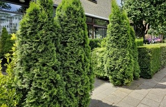 Afbeelding Westerse Levensboom - Thuja occidentalis 'Smaragd'