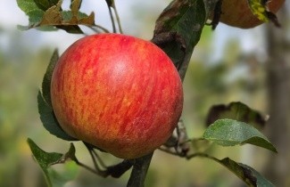 Afbeelding Appel 'Elstar' hoogstam - Malus domestica 'Elstar'