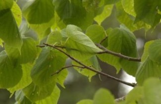 Afbeelding Zomerlinde - Tilia platyphyllos