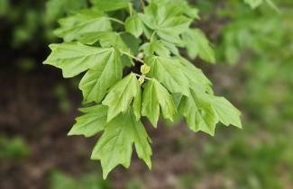 Afbeelding Veldesdoorn, spil - Acer campestre
