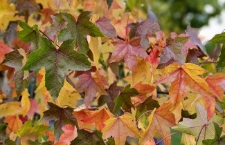 Afbeelding Amberboom - haagelement - Liquidambar styraciflua