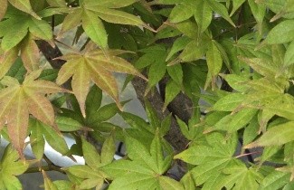 Afbeelding Japanse Esdoorn - Acer palmatum