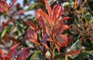 Afbeelding Bontbladige Glansmispel - Photinia fraseri 'Pink Marble'