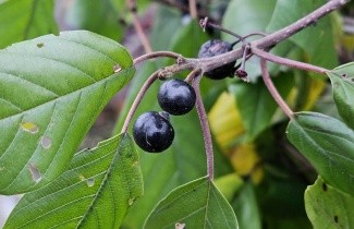 Afbeelding Vuilboom - Frangula alnus