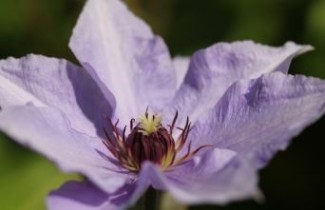 Afbeelding Bosrank 'Blue Angel' - Clematis 'Blue Angel'
