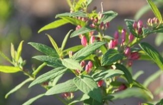 Afbeelding Struikkamperfoelie  - Lonicera tatarica