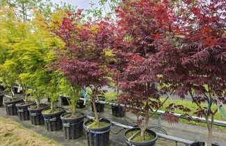 Afbeelding Japanse Esdoorn 'Trompenburg' - Acer palmatum 'Trompenburg'