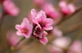 Afbeelding Perzik 'Amsden'  - Prunus persica 'Amsden'