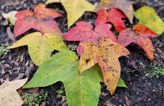 Afbeelding Taiwanese Amberboom 'monticola' - Liquidambar formosana var. monticola