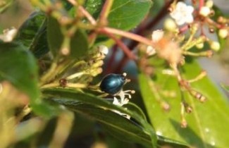 Afbeelding Sneeuwbal 'Spirit' - Viburnum tinus 'Spirit'