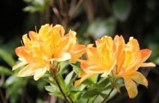 Afbeelding Azalea 'Golden Sunset' - Rhododendron (AK)  'Golden Sunset'