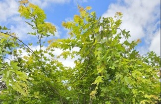 Afbeelding Japanse Goud-Esdoorn 'Jordan' - Acer shirasawanum 'Jordan'