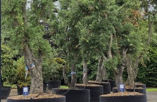 Afbeelding Kurkeik - Quercus suber