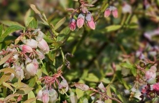 Afbeelding Blauwe bes 'Sunshine Blue' - Vaccinium corymbosum 'Sunshine Blue'