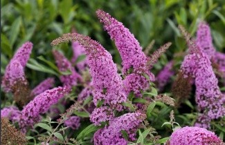Afbeelding Vlinderstruik 'Pink Delight' - Buddleja davidii 'Pink Delight'