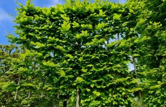 Afbeelding Haagbeuk kant en klare haag - Carpinus betulus