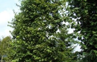 Afbeelding Linde 'Glenleven' - Tilia x flavescens 'Glenleven'