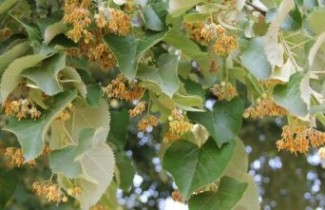 Afbeelding Zilverlinde - Tilia tomentosa