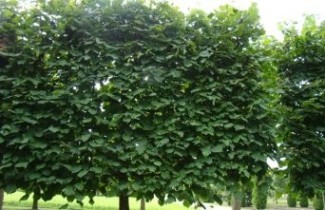 Afbeelding Zomerlinde - Tilia platyphyllos
