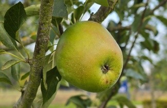 Afbeelding Appel 'Bloemeezoet' - Malus domestica 'Bloemeezoet'