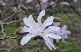 Afbeelding Magnolia 'Rosea' - Magnolia stellata 'Rosea'