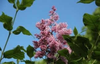 Afbeelding Sering 'Josikaea' - Syringa 'Josikaea'