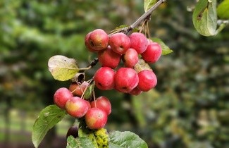 Afbeelding Sierappel 'Red Sentinel' - Malus 'Red Sentinel'