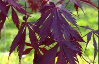 Afbeelding Japanse Esdoorn 'Black Lace' - Acer palmatum 'Black Lace'