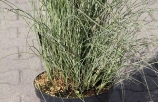Afbeelding Prachtriet 'Morning Light' - Miscanthus sinensis 'Morning Light'