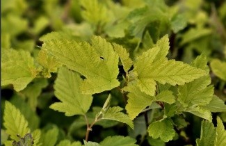 Afbeelding Blaasspiraea 'Dart's Gold' - Physocarpus opulifolius 'Dart's Gold'