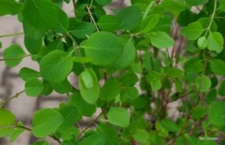 Afbeelding Sneeuwbes - vakbeplanting - Symphoricarpos albus var. laevigatus